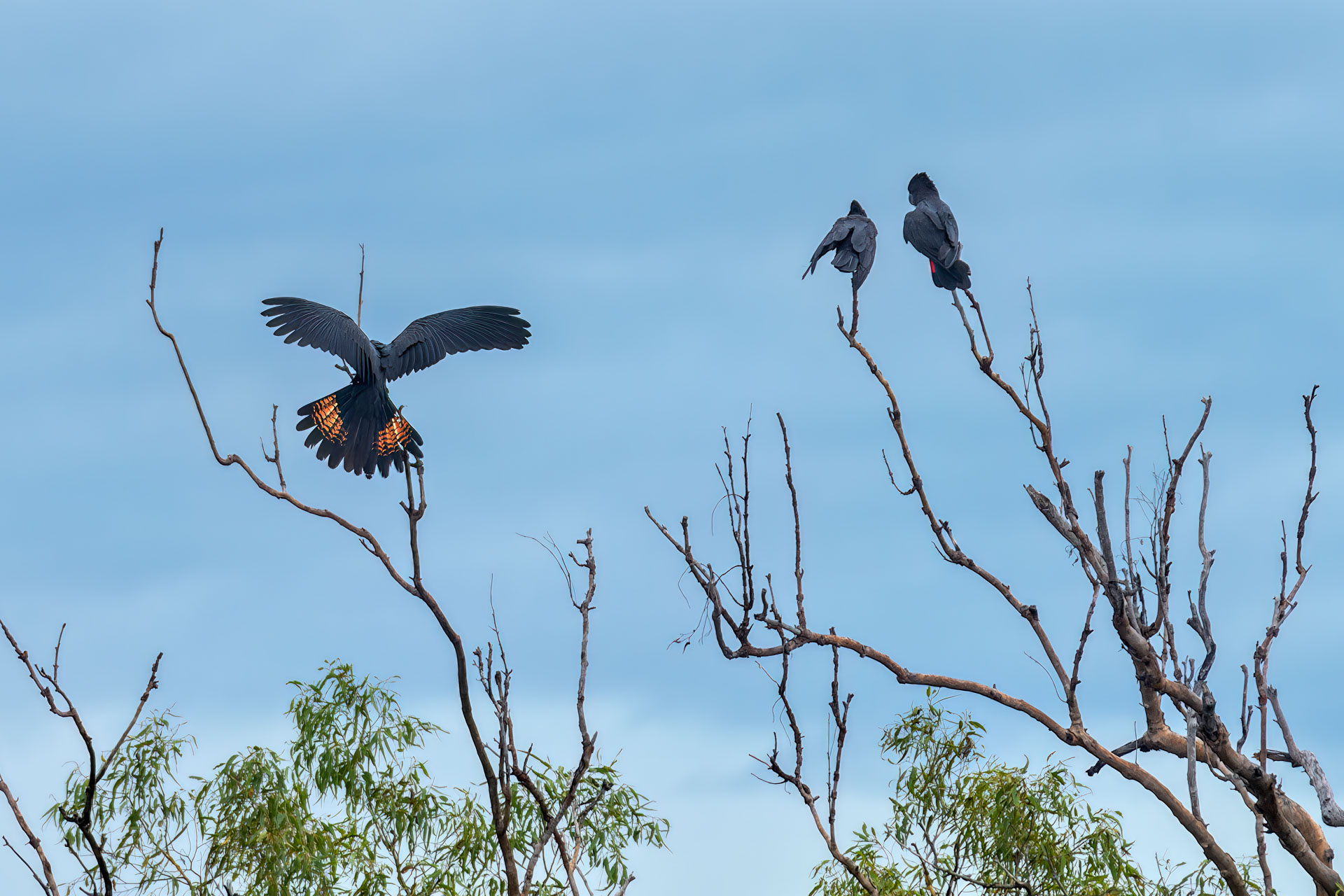 Kakadu National Park - Schwarze und seltene rot angebundene Schwarze Kakadus